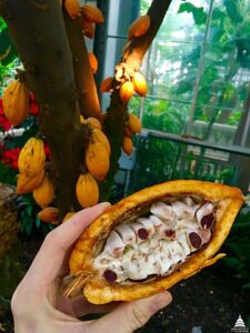 Cacao Fruit & Seeds