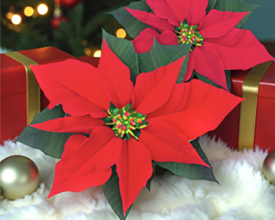 The Story of the Christmas Pointsettia